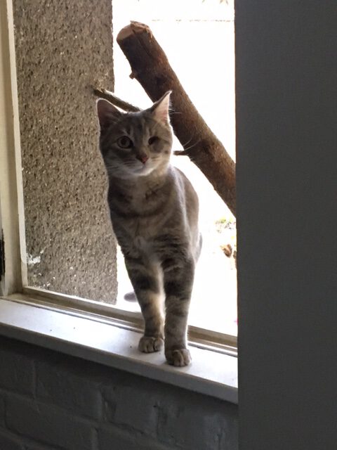 chat-coloc