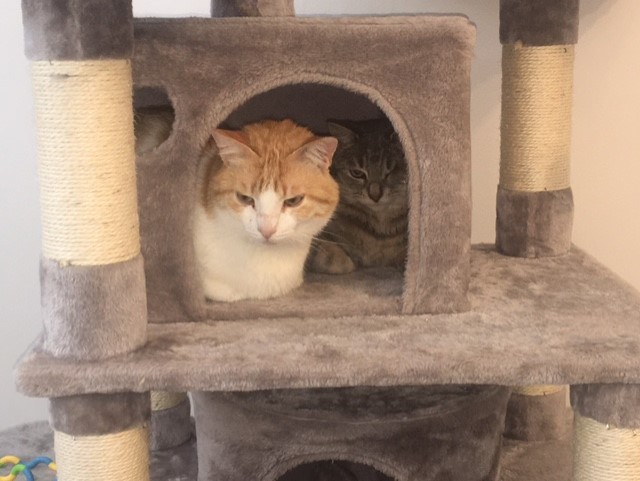 chatterie-copains