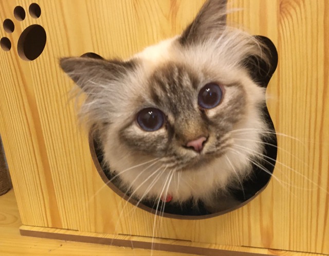chatterie1
