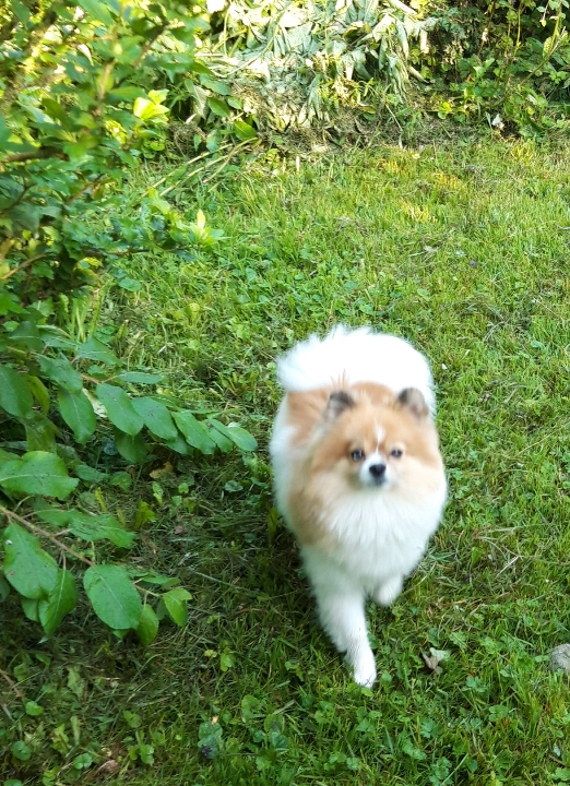 chien_exterieur